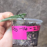 Variegated Scindapsus Mayari Potted Plant- Rare Collector Plant - EXACT Plant - US Seller