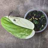 Variegated Jade Satin Plant 