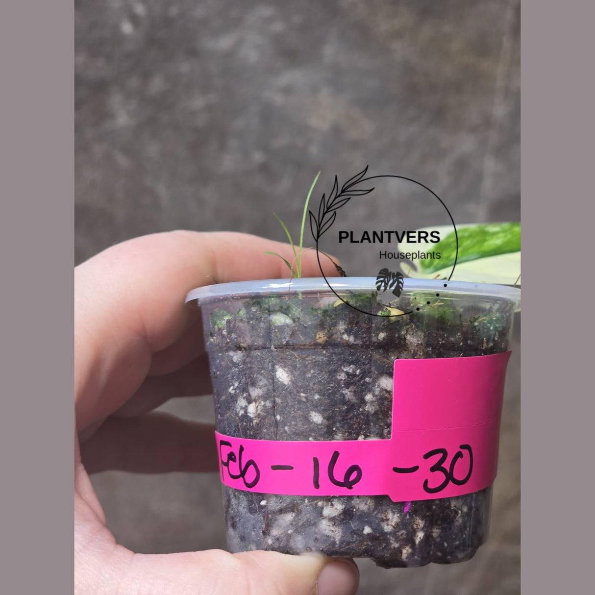 Scindapsus Jade Satin Variegated Plant - Rare Tropical - EXACT Same Plant - US Seller