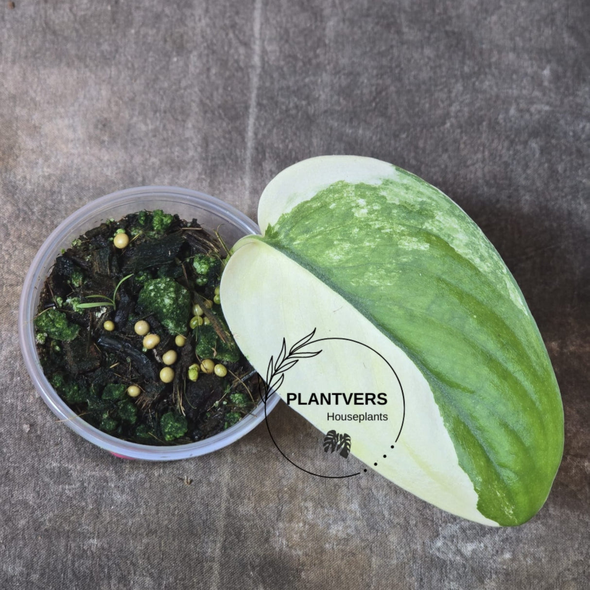 Scindapsus Jade Satin Variegated Plant - Rare Tropical - EXACT Same Plant - US Seller