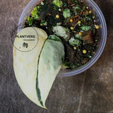 Variegated Scindapsus Mayari - Rare Collector Plant - EXACT Same Plant - US Seller