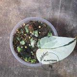 Variegated Scindapsus Mayari - Rare Collector Plant - EXACT Same Plant - US Seller