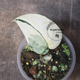 Variegated Scindapsus Mayari - Rare Collector Plant - EXACT Same Plant - US Seller