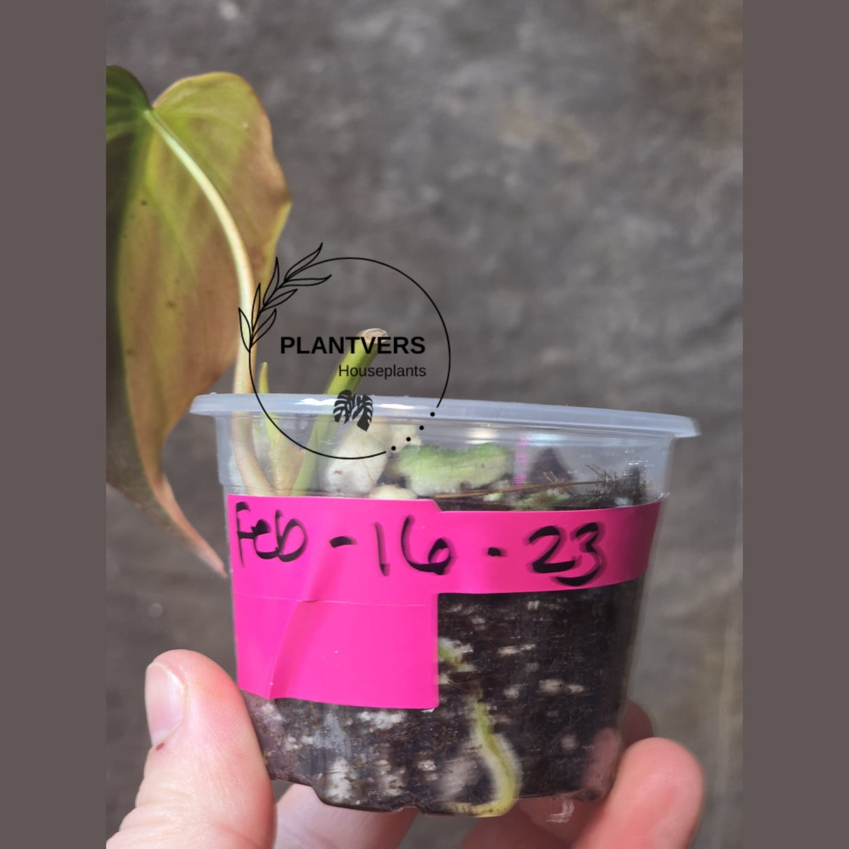 Variegated Philodendron Mican Aurea in a Nursery Pot - Rare Collector Plant - EXACT Plant - US SELLER