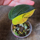 Variegated Philodendron Mican Aurea in a Nursery Pot - Rare Collector Plant - EXACT Plant - US SELLER