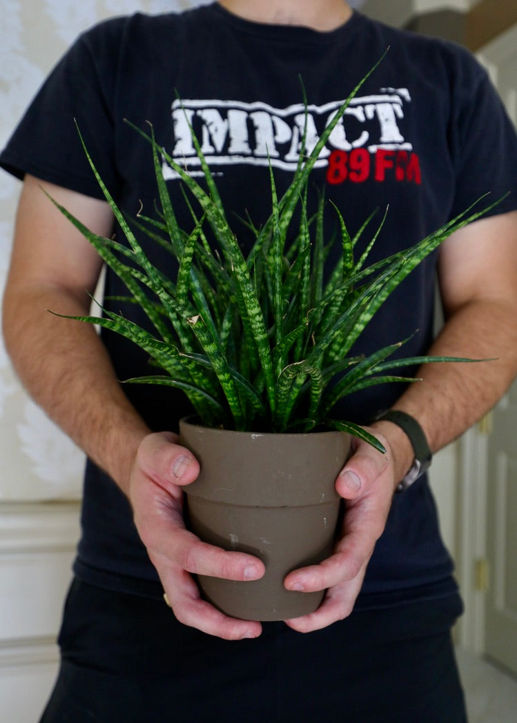 Rare Fernwood Mikado Snake Plant in a Nursery Pot