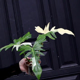 Philodendron Golden Dragon Variegated Established Plant in a Nursery Pot