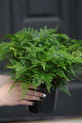 Davallia fejeensis 'Major' Fern in a 5" Nursery Pot - Live Fern Plant - Low light Air Purifying Plants