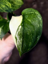 Scindapsus Jade Satin Variegated - Yellow Variegation - (June-21-67)