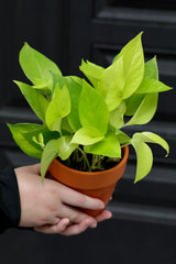 Neon Pothos Indoor Plant in a Nursery Pot