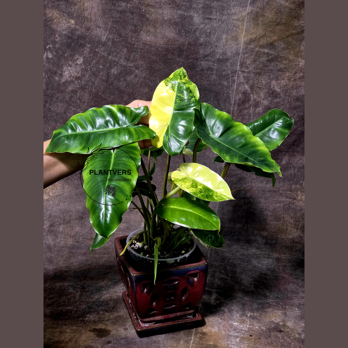 Variegated Burle Marx Philodendron Plant - Indoor & Outdoor Live Tropical House plant - SAME Potted Plant as Image - US Seller