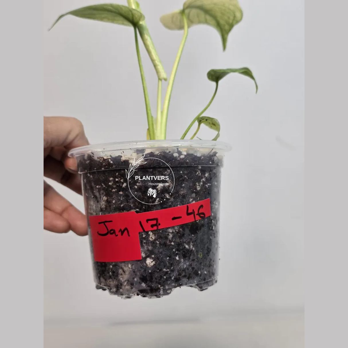 Super Rare Monstera Deliciosa Mint Live Plant - Tropical Plants - Stunning Variegated EXACT Monstera Plant - Collector's Aroid - US Seller