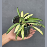 Hoya Wayetii Variegated in 3” Nursery Pot - Rare Variegated Hoya Plant - Wax Plant Indoor Hanging Vine - Easy Care Houseplant