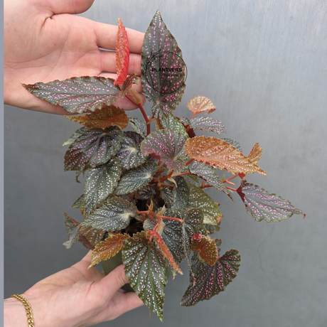 Begonia Benigo Pink Spot in 5” Grow Pot - Rare Spotted Begonia Plant - Pink Polka Dot Houseplant -Indoor Tropical Foliage - Gift for Mom