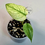 Super Rare Monstera Deliciosa Mint Live Plant - Tropical Plants - Stunning Variegated EXACT Monstera Plant - Collector's Aroid - US Seller