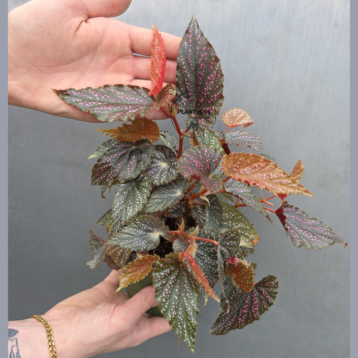 Begonia Benigo Pink Spot in 5” Grow Pot - Rare Spotted Begonia Plant - Pink Polka Dot Houseplant -Indoor Tropical Foliage - Gift for Mom