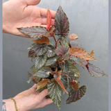 Begonia Benigo Pink Spot in 5” Grow Pot - Rare Spotted Begonia Plant - Pink Polka Dot Houseplant -Indoor Tropical Foliage - Gift for Mom