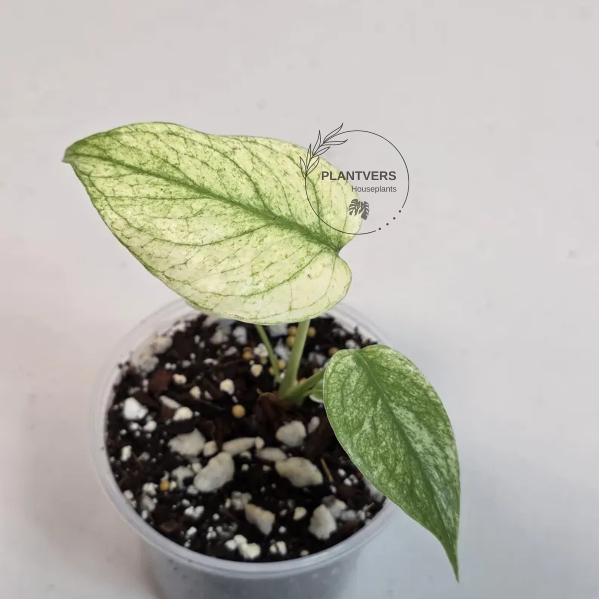 Super Rare Monstera Deliciosa Mint Live Plant - Tropical Plants - Stunning Variegated EXACT Monstera Plant - Collector's Aroid - US Seller