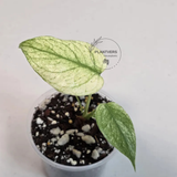 Super Rare Monstera Deliciosa Mint Live Plant - Tropical Plants - Stunning Variegated EXACT Monstera Plant - Collector's Aroid - US Seller