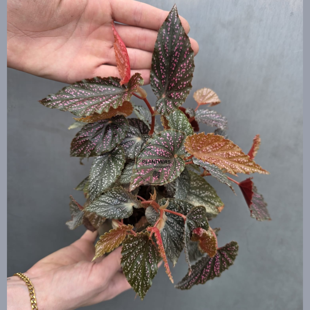 Begonia Benigo Pink Spot in 5” Grow Pot - Rare Spotted Begonia Plant - Pink Polka Dot Houseplant -Indoor Tropical Foliage - Gift for Mom