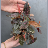 Begonia Benigo Pink Spot in 5” Grow Pot - Rare Spotted Begonia Plant - Pink Polka Dot Houseplant -Indoor Tropical Foliage - Gift for Mom