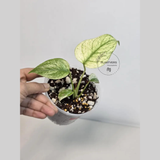 Super Rare Monstera Deliciosa Mint Live Plant - Tropical Plants - Stunning Variegated EXACT Monstera Plant - Collector's Aroid - US Seller