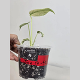 Super Rare Monstera Deliciosa Mint Live Plant - Tropical Plants - Stunning Variegated EXACT Monstera Plant - Collector's Aroid - US Seller