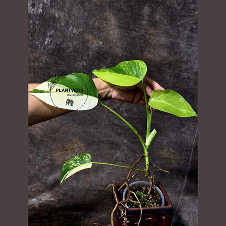 Monstera Aurea Variegated Borsigiana in a Nursery Pot - Monstera Marmota - SAME Plant as images - US Seller