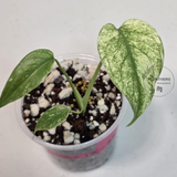 Super Rare Monstera Deliciosa Mint Live Plant - Tropical Plants - Stunning Variegated EXACT Monstera Plant - Collector's Aroid - US Seller