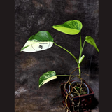 Monstera Aurea Variegated Borsigiana in a Nursery Pot - Monstera Marmota - SAME Plant as images - US Seller
