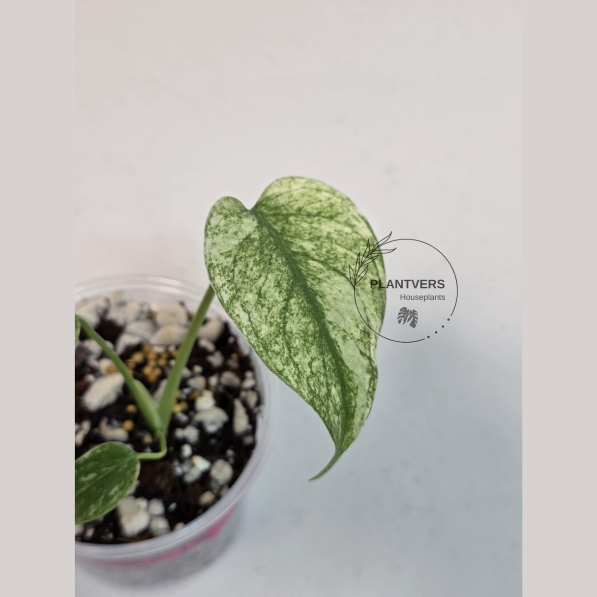 Super Rare Monstera Deliciosa Mint Live Plant - Tropical Plants - Stunning Variegated EXACT Monstera Plant - Collector's Aroid - US Seller