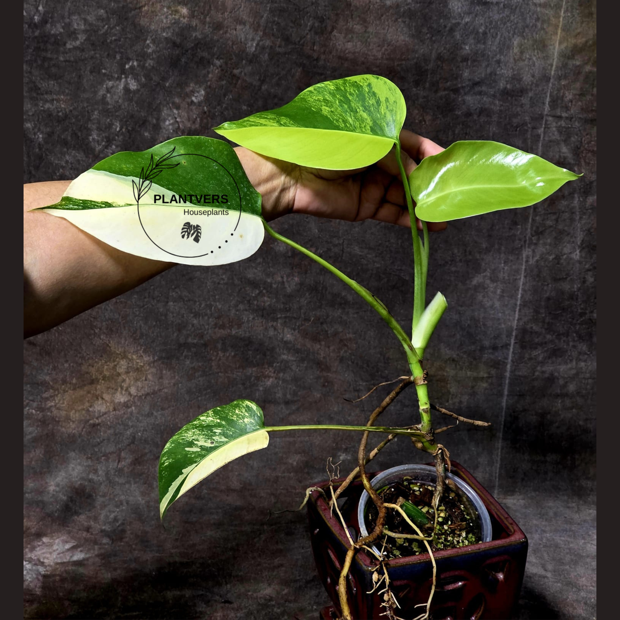 Monstera Aurea Variegated Borsigiana in a Nursery Pot - Monstera Marmota - SAME Plant as images - US Seller