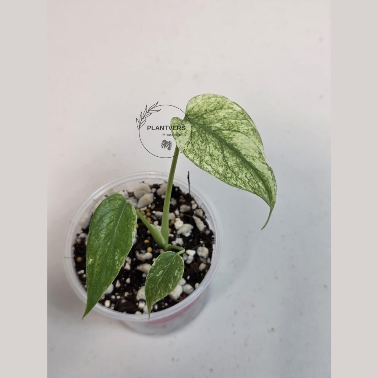 Super Rare Monstera Deliciosa Mint Live Plant - Tropical Plants - Stunning Variegated EXACT Monstera Plant - Collector's Aroid - US Seller