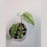 Super Rare Monstera Deliciosa Mint Live Plant - Tropical Plants - Stunning Variegated EXACT Monstera Plant - Collector's Aroid - US Seller