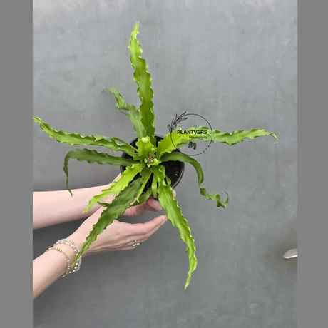 Victoria Japanese Bird’s Nest Fern in 3” Pot - Rare Asplenium Victoria Fern - Wavy Leaf Air Purifier Indoor Plant - Tropical Houseplant