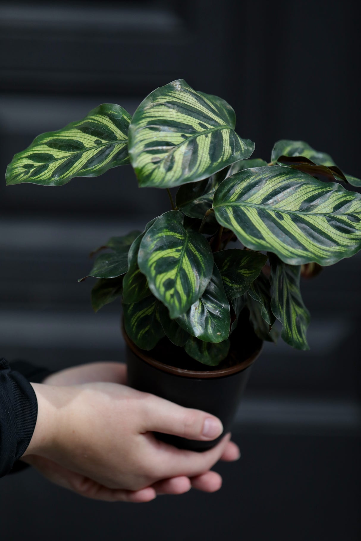 Rare Calathea Makoyana in a Nursery Pot