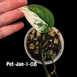 Variegated Scindapsus Jade Satin - Rare Aroid Houseplant with Velvet Leaves - Collector's Indoor Plant - Exact SAME Plant - US Seller