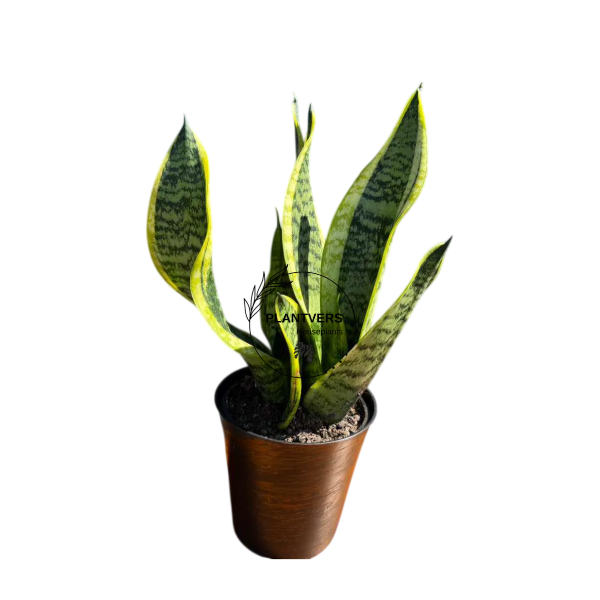 4” Sansevieria Laurentii  ( Wholesale Indoor Plant Case of 10 Pots)