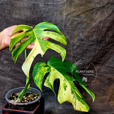 Variegated Monstera
