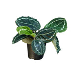 4” Calathea Green Lipstick (Wholesale Indoor Plant Case of 10 Pots)