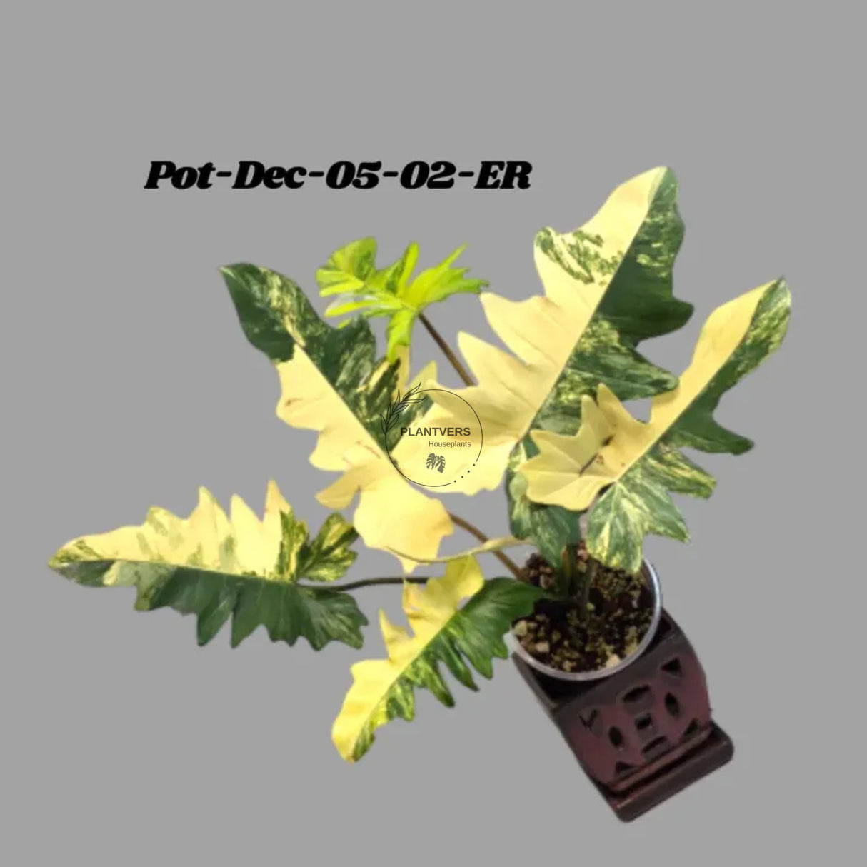 Variegated Philodendron Florida Beauty x Mayoi Exact Plant - Super RARE Live Plants - Stunning Hybrid Aroid with Marbled Foliage - US Seller