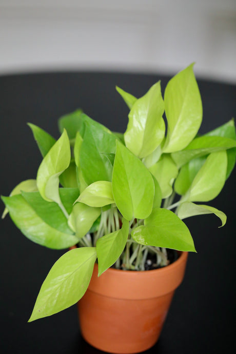 Neon Pothos Indoor Plant in a Nursery Pot