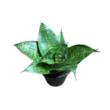 4” Sansevieria Forest Star ( Wholesale Indoor Plant Case of 10 Pots)