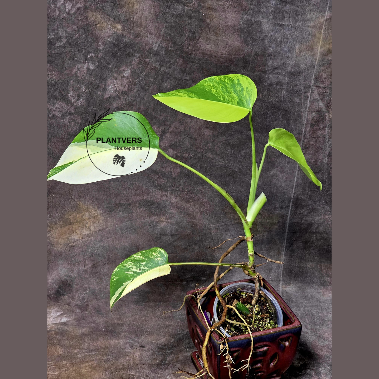 Monstera Aurea Variegated Borsigiana in a Nursery Pot - Monstera Marmota - SAME Plant as images - US Seller