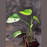 Monstera Aurea Variegated Borsigiana in a Nursery Pot - Monstera Marmota - SAME Plant as images - US Seller