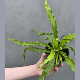 Victoria Japanese Bird’s Nest Fern in 3” Pot - Rare Asplenium Victoria Fern - Wavy Leaf Air Purifier Indoor Plant - Tropical Houseplant