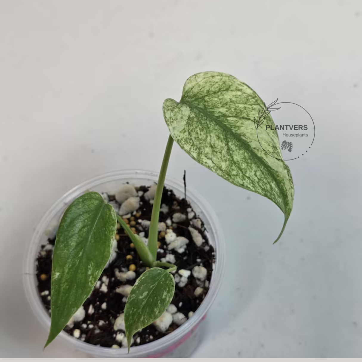 Super Rare Monstera Deliciosa Mint Live Plant - Tropical Plants - Stunning Variegated EXACT Monstera Plant - Collector's Aroid - US Seller