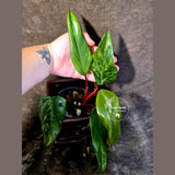 Variegated Philodendron Strawberry Shake Live Plant - (June-25-28)