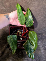 Variegated Philodendron Strawberry Shake Live Plant - (June-25-28)