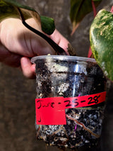 Variegated Philodendron Strawberry Shake Live Plant - (June-25-28)